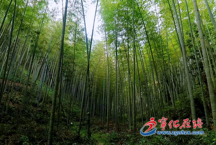 寧化：提升竹林效益 帶動村民增收