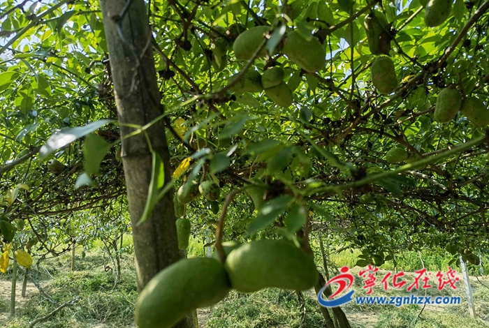 寧化城郊：百畝九月黃豐收在望