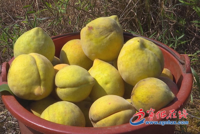 寧化縣中沙鄉：黃桃成熟果飄香