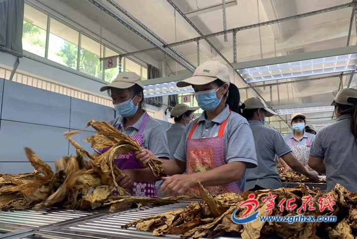 【鄉村振興】寧化:“金色產業”賦能鄉村振興