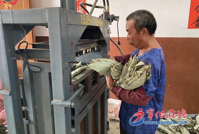 寧化安遠：粽葉變成“黃金葉”