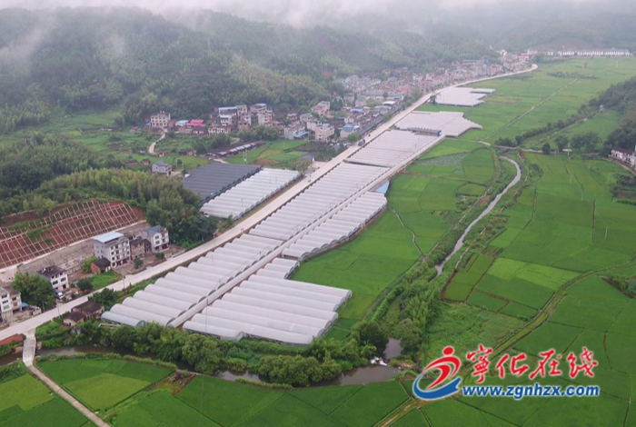 樂(lè)購(gòu)三明|寧化:返鄉(xiāng)創(chuàng)業(yè)“新農(nóng)人” 跑出鄉(xiāng)村振興“加速度”