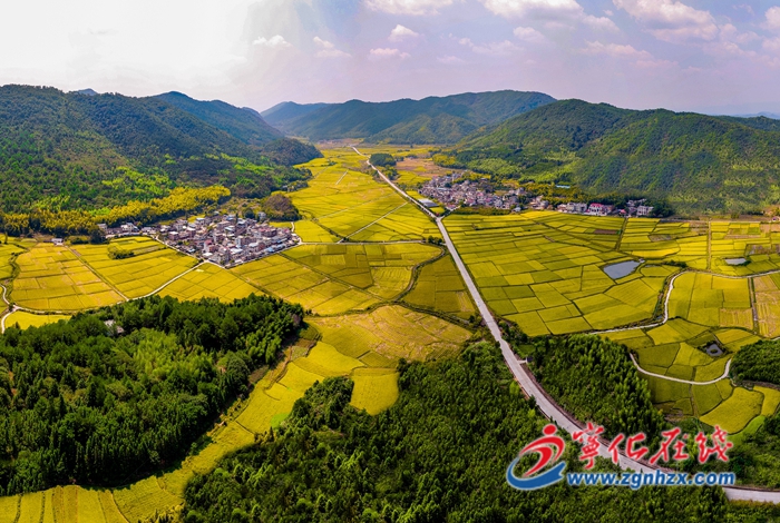 喜迎二十大|寧化:稻谷黃 收割忙