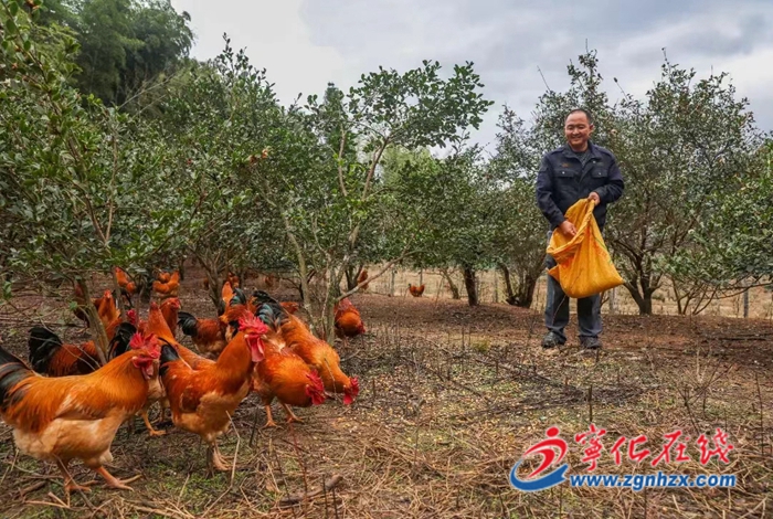 寧化河龍：“火車頭”拉動貢雞產業“加速跑”