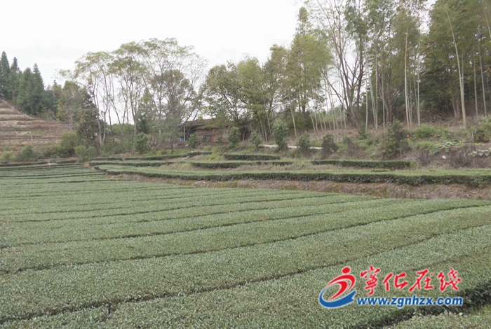 【新春走基層】寧化:提升青年致富本領(lǐng) 賦能鄉(xiāng)村振興