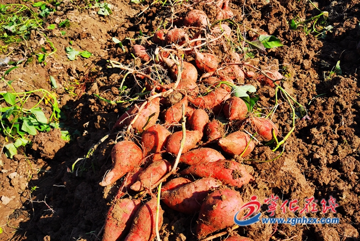 寧化淮土：番薯喜豐收 農民致富有奔頭