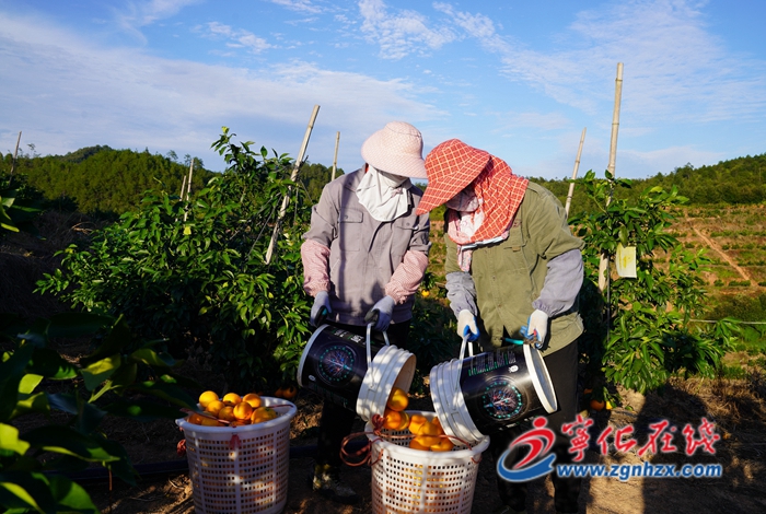 學思想 強黨性 重實踐 建新功|寧化中沙鄉：千畝富硒臍橙陸續采摘上市