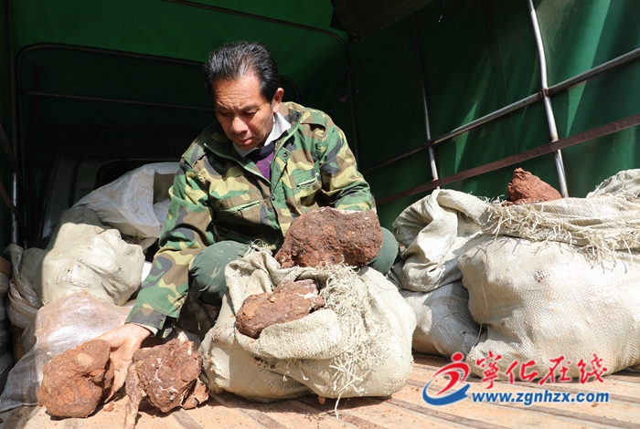 寧化千畝茯苓喜獲豐收