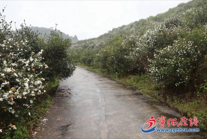 寧化:守護(hù)綠水青山 產(chǎn)業(yè)生態(tài)雙贏