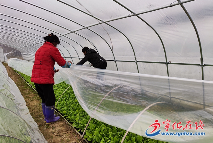 寧化:寒潮來襲 農(nóng)技人員田間支招防寒防凍