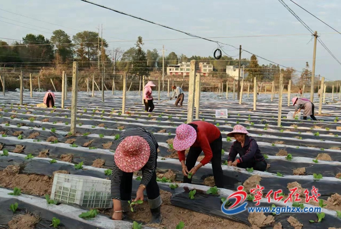 寧化縣淮土鎮：春耕備耕忙