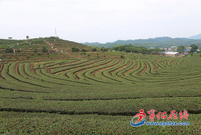 寧化:青山綠水育好茶