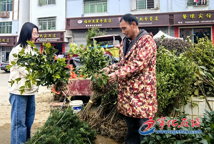 寧化：人勤春早苗木俏銷