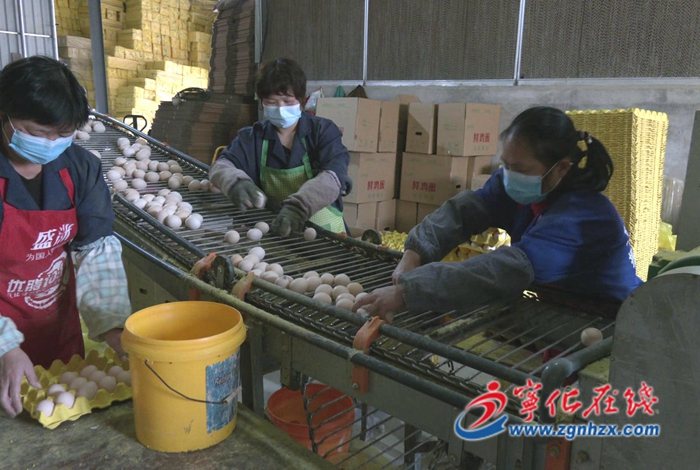 方田鄉：蛋雞養殖擴產助力鄉村振興