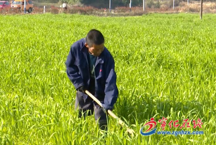 寧化湖村鎮(zhèn)：推進(jìn)糧油基地建設(shè) 打造鄉(xiāng)村振興樣本