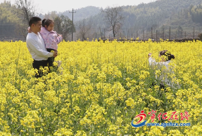 寧化安遠鎮：荒田變花海 美景引客來