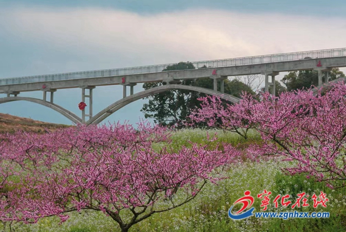 寧化淮土:桃花盛開春滿園