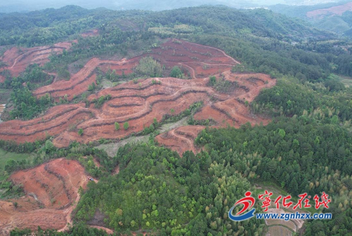 寧化：全面完成8100畝年度造林任務(wù)