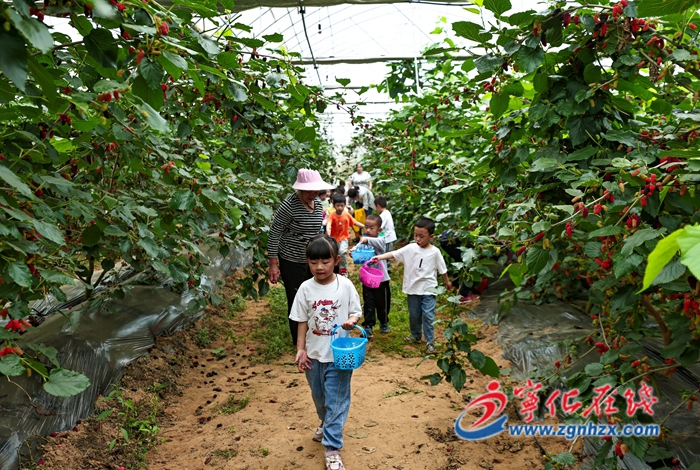 寧化：桑園結出“致富果” 黨建引領促振興
