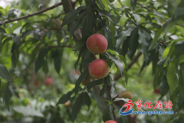 寧化:果樹管護正當時 農技人員指導忙