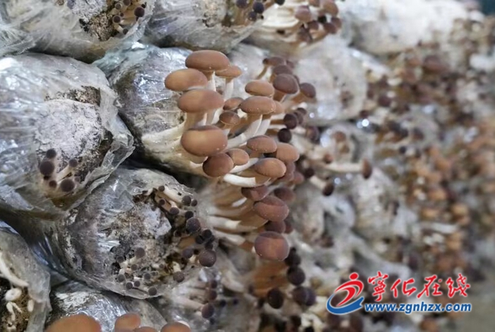 寧化:種植茶樹菇 撐起“致富傘”