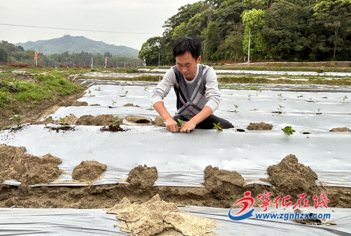 賴運(yùn)伙：80后新農(nóng)人的辣椒情緣