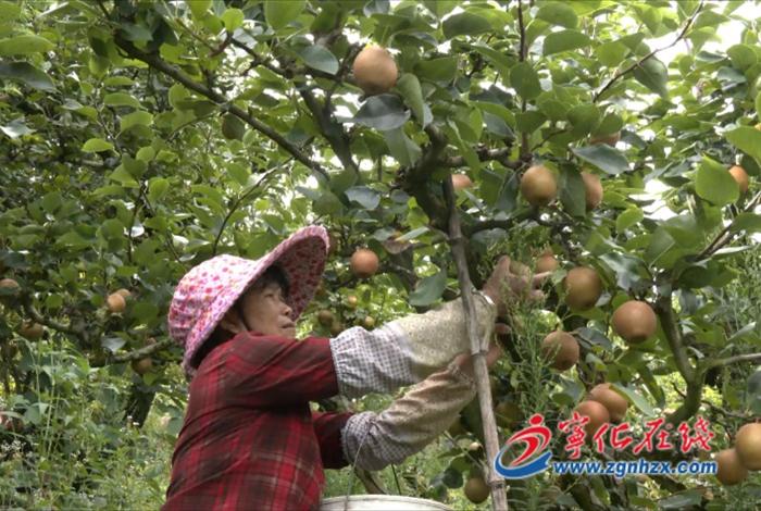 中沙鄉:千畝梨園豐收忙