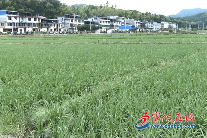 方田鄉:做強水稻制種 助力鄉村振興