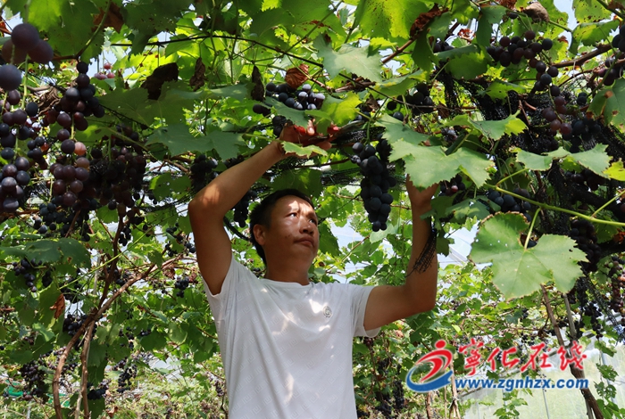 寧化淮土鎮:葡萄綴滿枝 采摘正當時