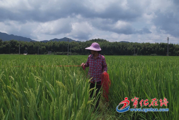寧化:水稻制種陸續迎來“趕花”期