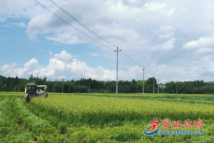 寧化：早稻制種迎豐收 鄉村振興好“稻”路
