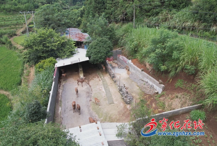 寧化湖村鎮：特色養殖助發展 鄉村振興有“鹿”子