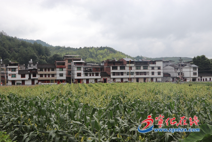 寧化治平畬族鄉(xiāng)：發(fā)展富民產(chǎn)業(yè) 玉米豐收好時(shí)節(jié)