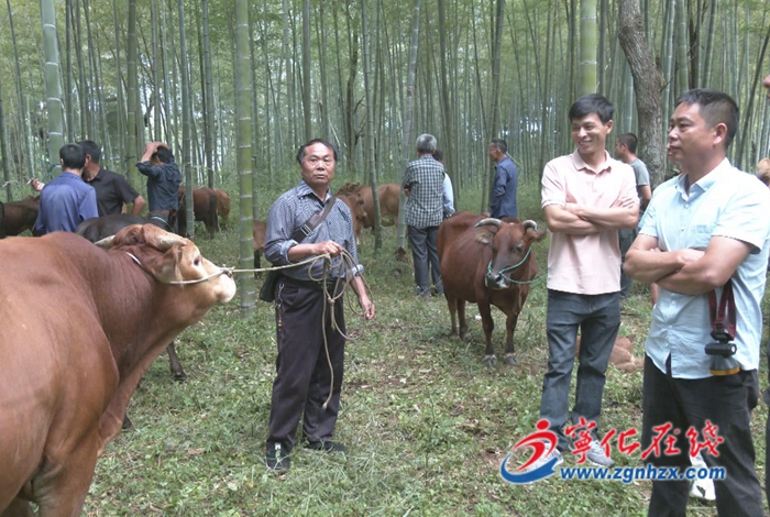 寧化湖村:鄉(xiāng)村傳統(tǒng)牛市火爆