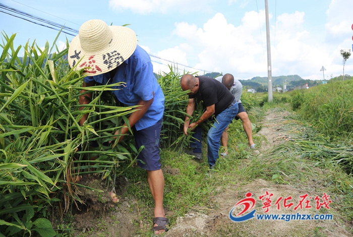 寧化縣曹坊鎮：胖姜喜豐收 姜農采收忙