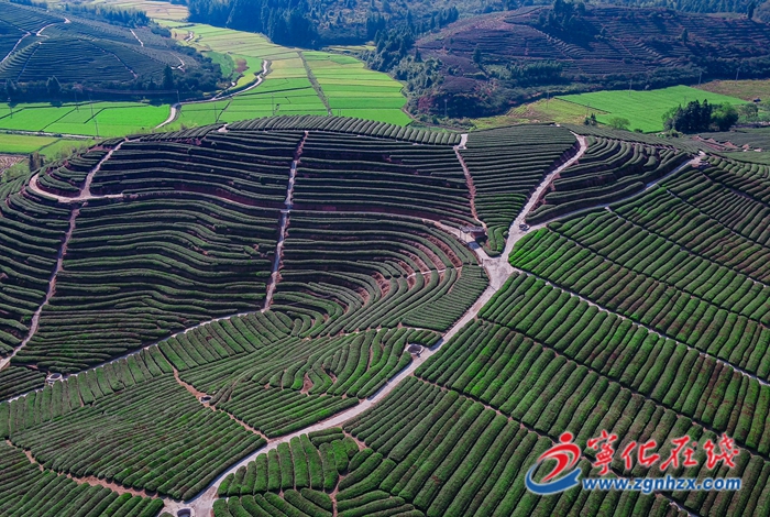 寧化:“果香茶韻小鎮” 現豐收景