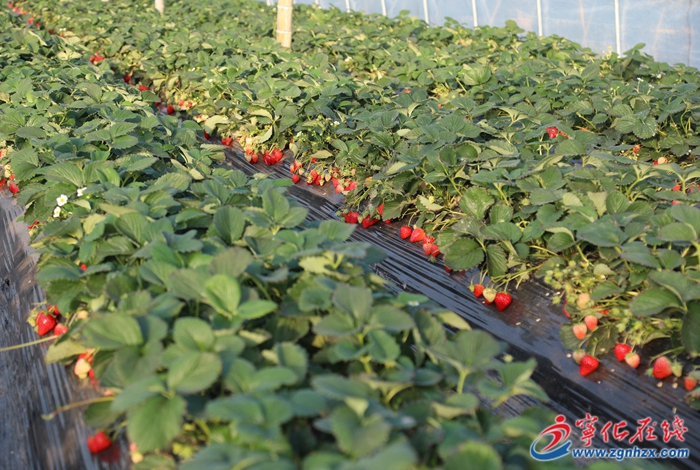 寧化石壁鎮(zhèn):草莓園里采摘歡 農(nóng)民增收日子甜