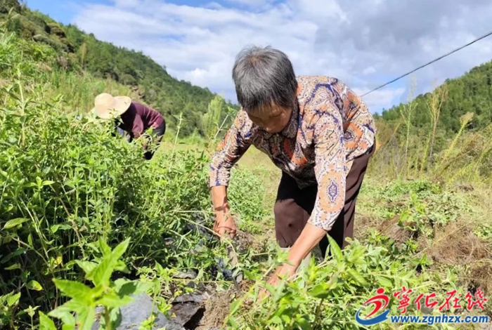 仙草種植迎來好“豐”景！寧化這片撂荒地變致富地