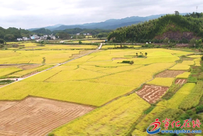 寧化:“一粒米”致富百村人