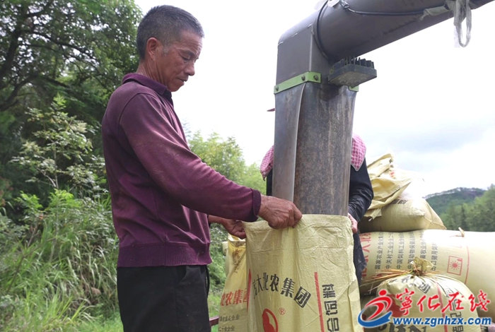 石壁鎮：稻谷飄香收割忙