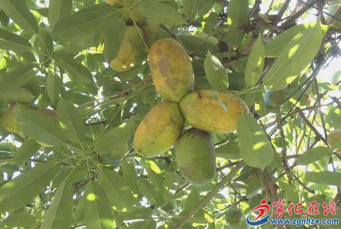 城郊鎮:九月黃采摘正當時