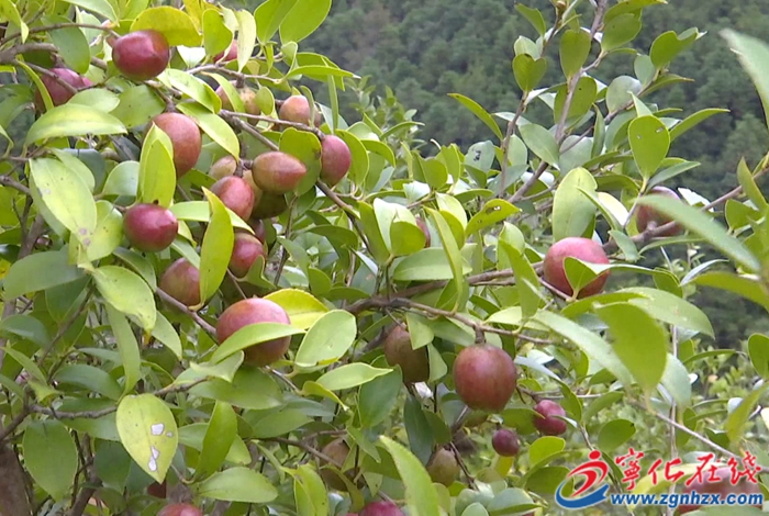 曹坊鎮：油茶豐產 助農增收