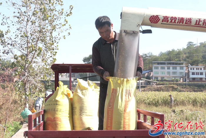 鄉(xiāng)村振興再出發(fā) | 寧化:薏米喜迎豐收 帶動(dòng)農(nóng)戶增產(chǎn)增收