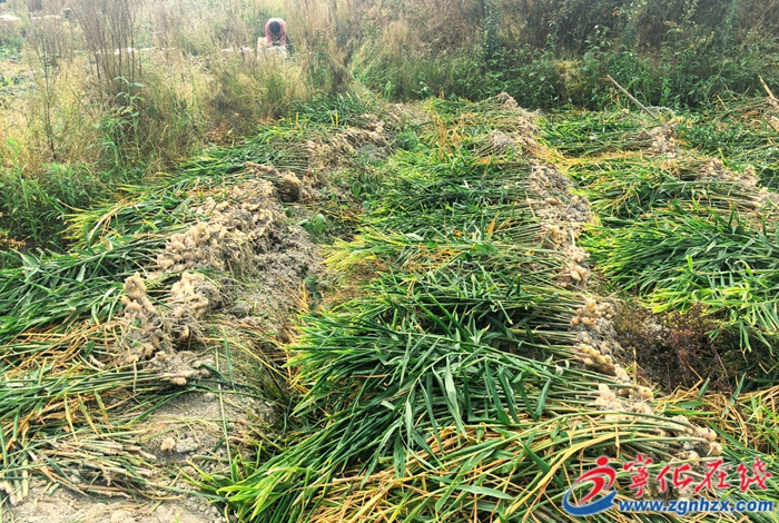 寧化曹坊:胖姜喜迎豐收