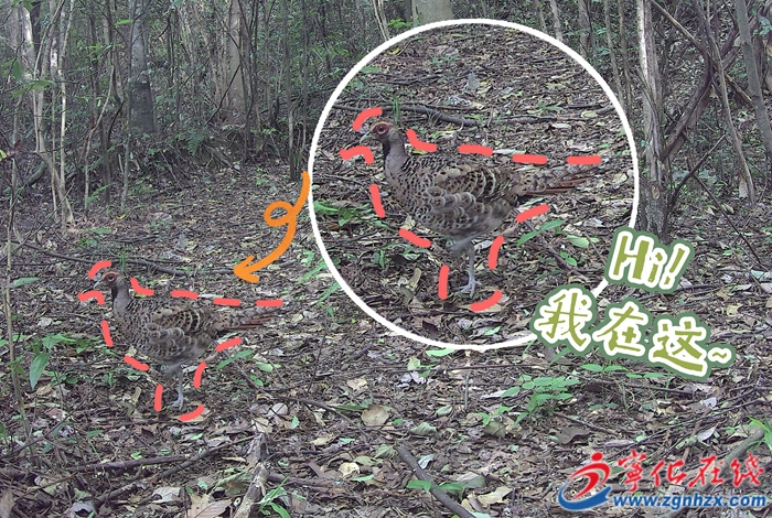 青山綠水是無價之寶 | 這種國寶首次在寧化被發現！