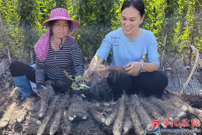 寧化曹坊:“紅土地”里挖出“小金條”