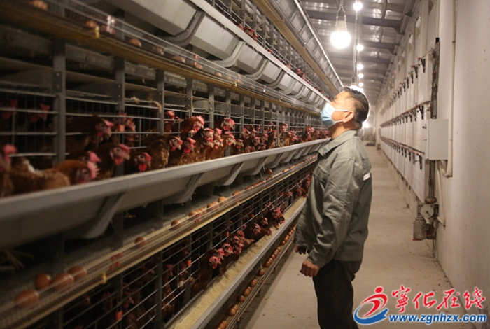 湖村鎮:自動化蛋雞養殖助力鄉村振興