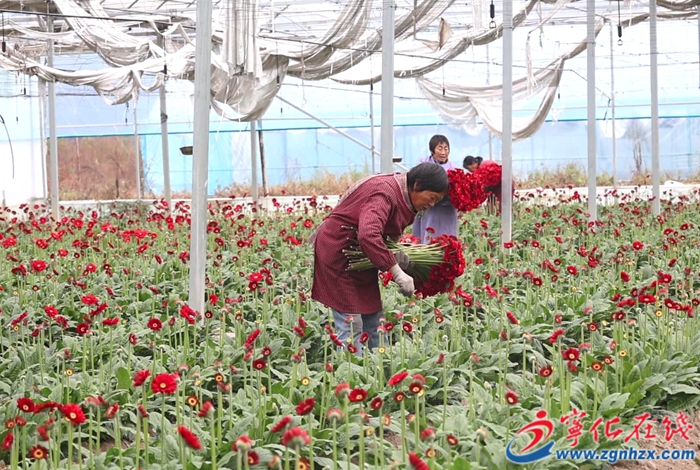 寧化： 冬日花卉產(chǎn)業(yè)綻放“美麗經(jīng)濟(jì)”