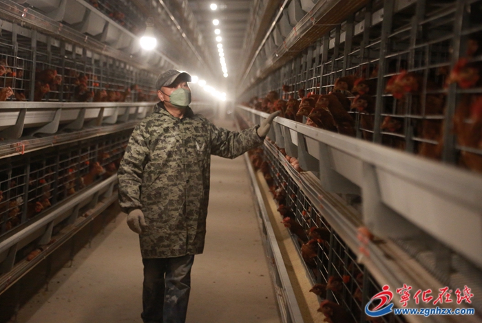 寧化湖村鎮:擴容升級 “小蛋雞”孵出大產業