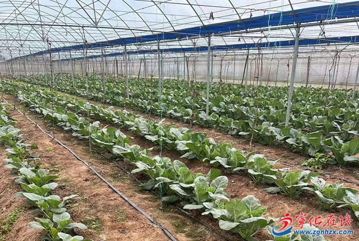 寧化淮土鎮:有機花菜 富村又富民